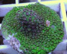 画像2: No.8 CE Acro Hyacinth Pink Tip (2)