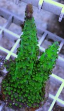 画像1: No.9 CE Acro Grape Vine Tort (1)