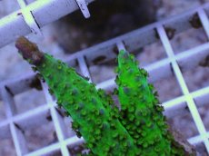 画像2: No.9 CE Acro Grape Vine Tort (2)