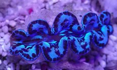 画像2: No.1 シラナミガイ ブルーメタリック (2)