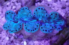 画像1: No.2 シラナミガイ ブルーメタリック (1)