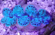 画像2: No.2 シラナミガイ ブルーメタリック (2)