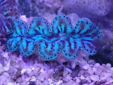 画像1: No.3 シラナミガイ ブルーメタリック (1)