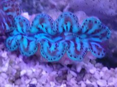 画像2: No.3 シラナミガイ ブルーメタリック (2)