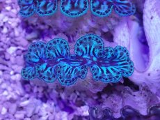 画像1: No.4 シラナミガイ ブルーメタリック (1)