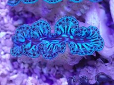 画像2: No.4 シラナミガイ ブルーメタリック (2)