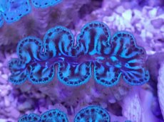 画像1: No.5 シラナミガイ ブルーメタリック (1)