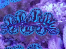 画像2: No.5 シラナミガイ ブルーメタリック (2)