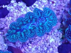 画像1: No.6 ヒメシャコガイ ブルーメタリック　　【人気No.1】 (1)