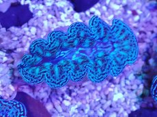 画像2: No.6 ヒメシャコガイ ブルーメタリック　　【人気No.1】 (2)