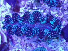 画像1: No.7 ヒメシャコガイ ブルーメタリック　　【人気No.1】 (1)