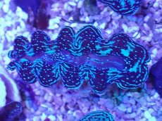 画像2: No.7 ヒメシャコガイ ブルーメタリック　　【人気No.1】 (2)