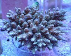 画像1: No.1 フィジー産 浅場ミドリイシ (1)