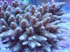 画像2: No.1 フィジー産 浅場ミドリイシ (2)