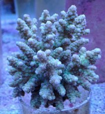 画像1: No.2 フィジー産 浅場ミドリイシ (1)