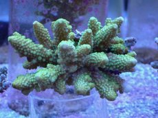 画像1: No.3 フィジー産 ツツユビミドリイシ (1)