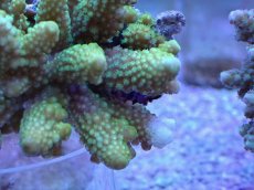 画像2: No.3 フィジー産 ツツユビミドリイシ (2)