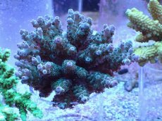 画像1: No.4 フィジー産 カドエダミドリイシ (1)