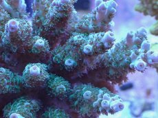 画像2: No.4 フィジー産 カドエダミドリイシ (2)