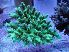 画像1: No.5 浅場ミドリイシ (1)