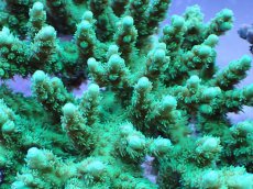 画像2: No.5 浅場ミドリイシ (2)