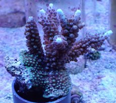 画像1: No.6 フィジー産 スギノキミドリイシ (1)