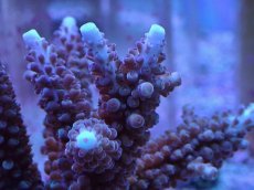 画像2: No.6 フィジー産 スギノキミドリイシ (2)