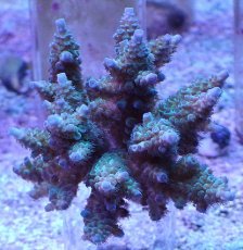 画像1: No.7 フィジー産 スギノキミドリイシ (1)