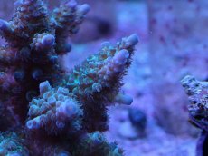 画像2: No.7 フィジー産 スギノキミドリイシ (2)