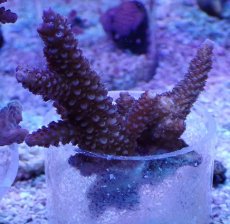 画像1: No.8 フィジー産 スギノキミドリイシ (1)