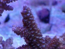 画像2: No.8 フィジー産 スギノキミドリイシ (2)