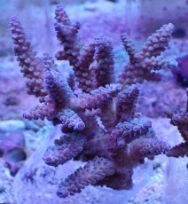 画像1: No.9 フィジー産 スギノキミドリイシ (1)