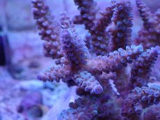 画像2: No.9 フィジー産 スギノキミドリイシ (2)