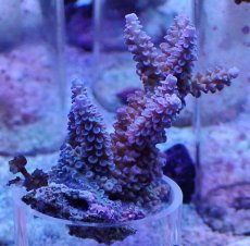 画像1: No.10 フィジー産 スギノキミドリイシ (1)