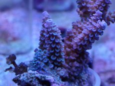 画像2: No.10 フィジー産 スギノキミドリイシ (2)