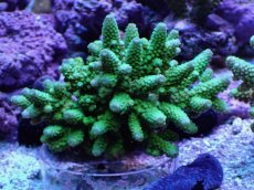 画像1: No.11 フィジー産 ツツユビミドリイシ (1)