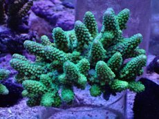 画像1: No.12 フィジー産 ツツユビミドリイシ (1)