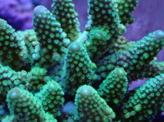 画像2: No.12 フィジー産 ツツユビミドリイシ (2)