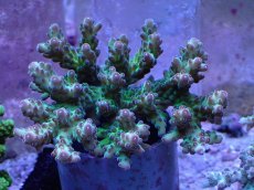 画像1: No.13  深場ミドリイシ (1)