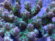 画像2: No.13  深場ミドリイシ (2)