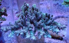 画像1: No.14 クシハダミドリイシ (1)