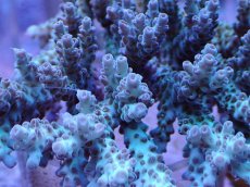 画像2: No.14 クシハダミドリイシ (2)