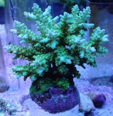 画像1: No.15 フィジー産 浅場ミドリイシ (1)