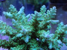 画像2: No.15 フィジー産 浅場ミドリイシ (2)