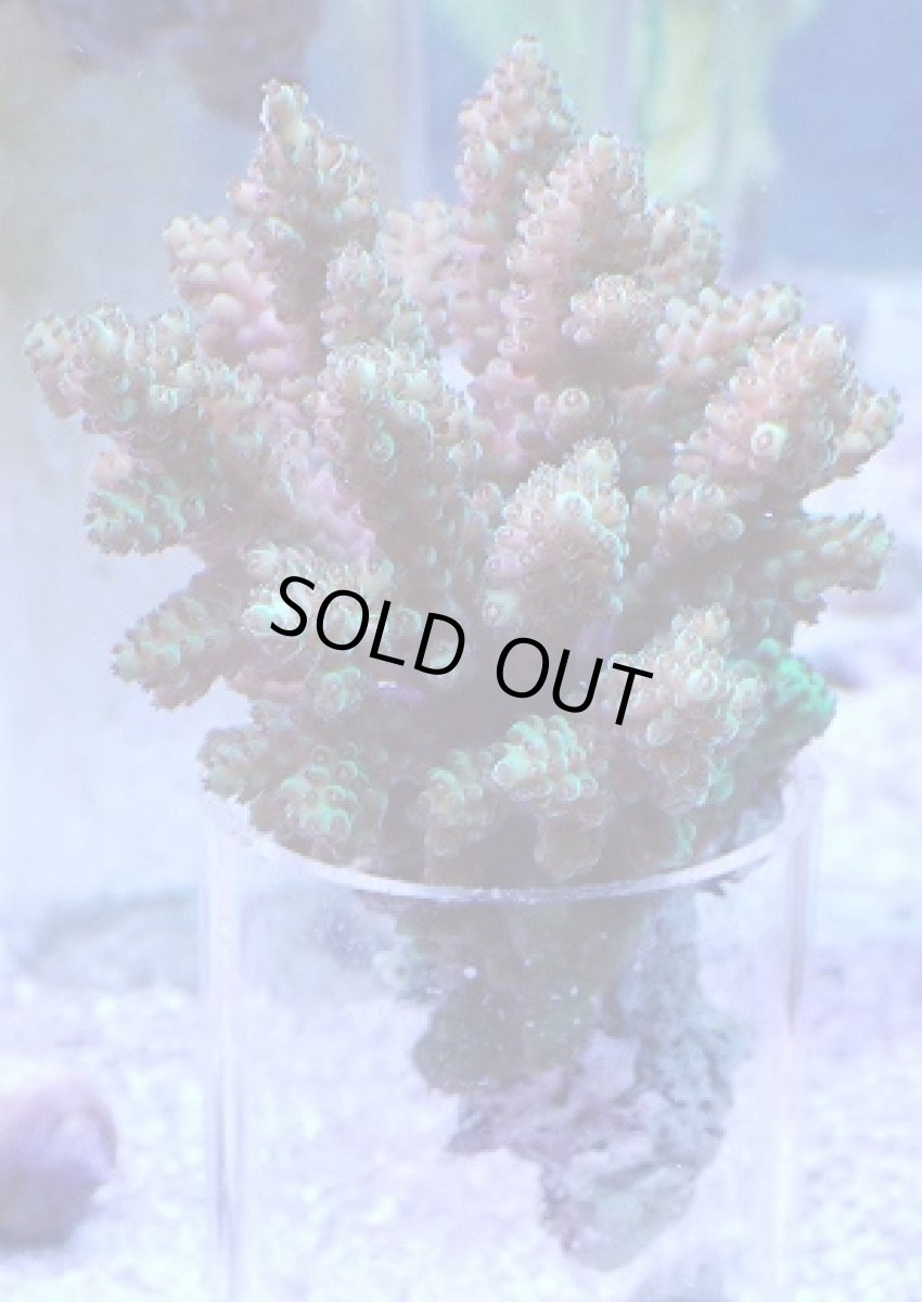 画像1: No.16 フィジー産 浅場ミドリイシ (1)