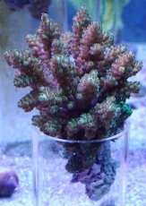 画像1: No.16 フィジー産 浅場ミドリイシ (1)