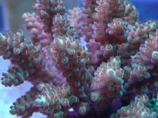 画像2: No.16 フィジー産 浅場ミドリイシ (2)