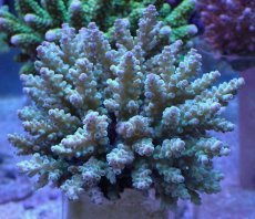 画像1: No.17 フィジー産 浅場ミドリイシ (1)