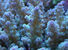 画像2: No.17 フィジー産 浅場ミドリイシ (2)