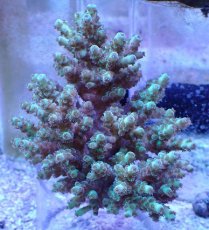 画像1: No.18 フィジー産 浅場ミドリイシ (1)